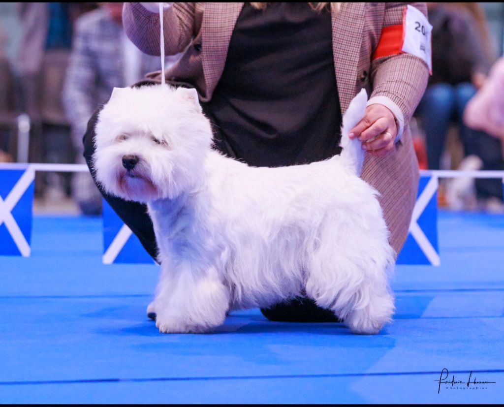 CH. Sweet dreams du clan des hamilton (Sans Affixe)