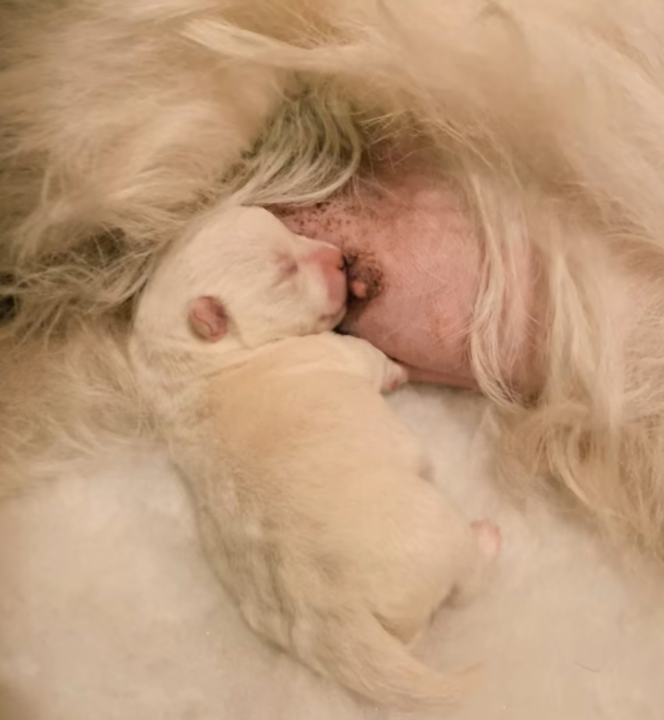 Sweet est papa!❤ janvier 2026